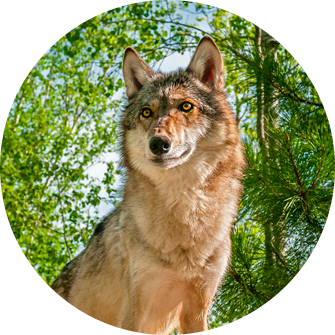 Wolf von Ohrdruf